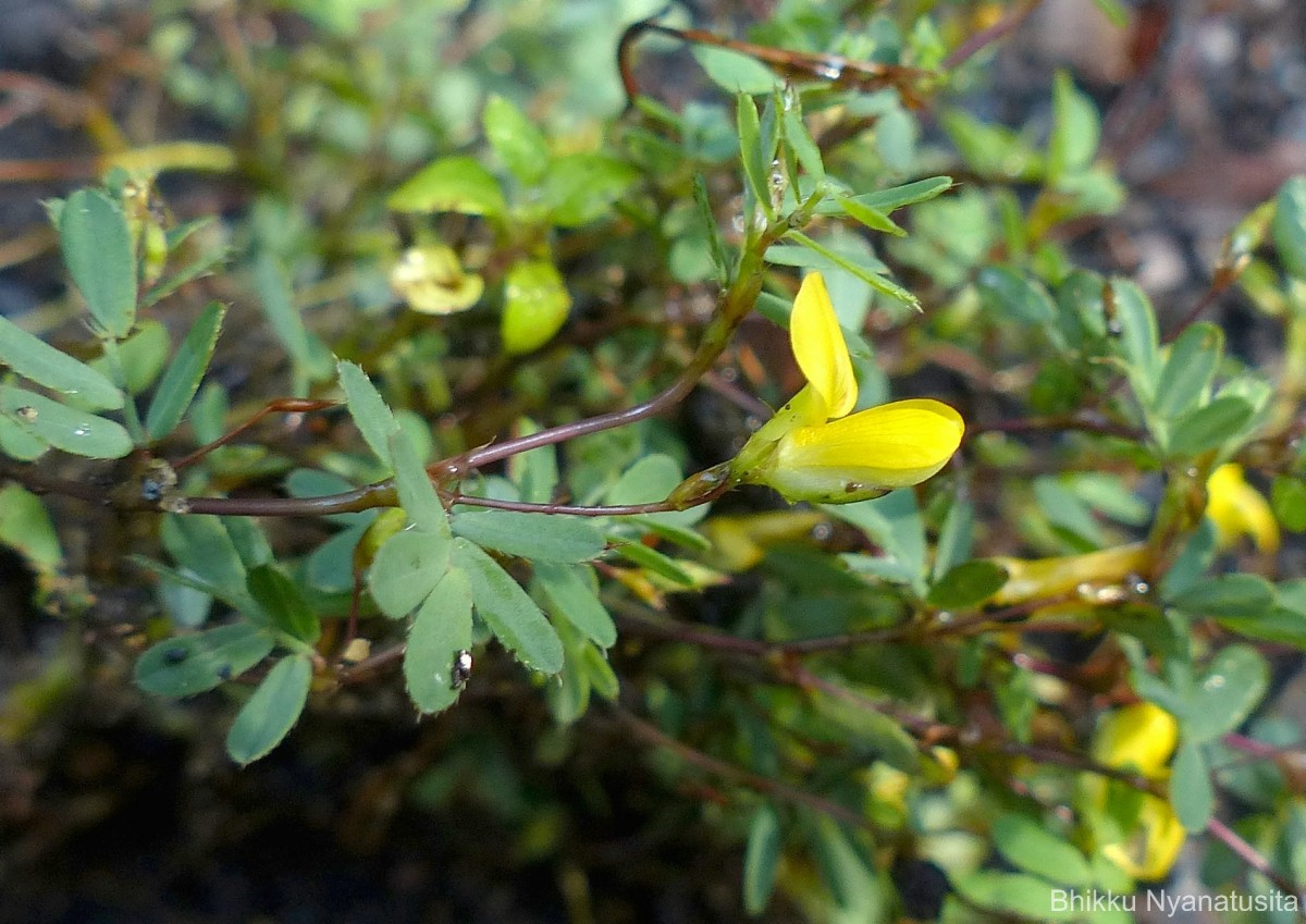 Smithia sensitiva Aiton